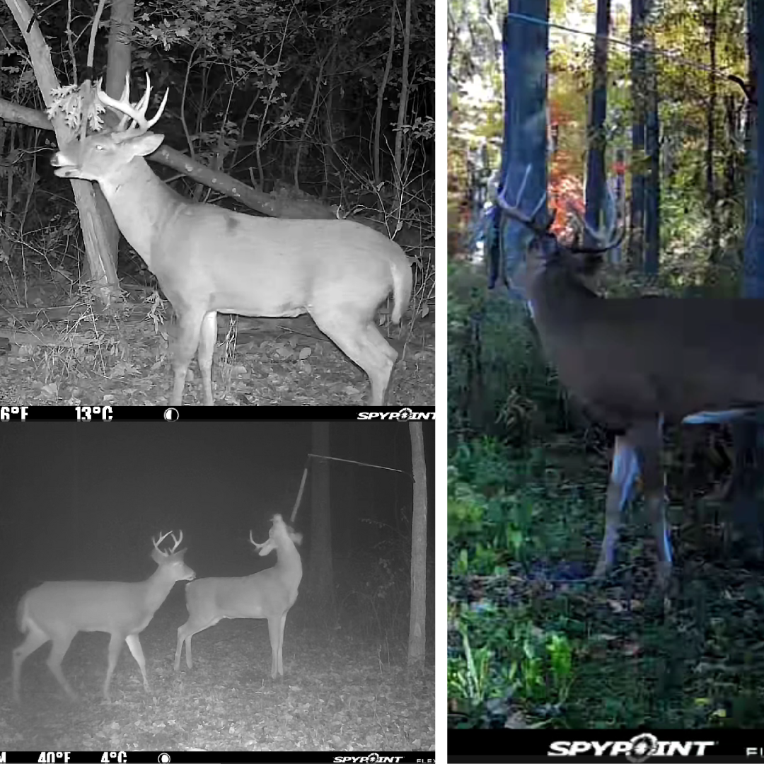 BuckVine w/ 3 Pack of Glands