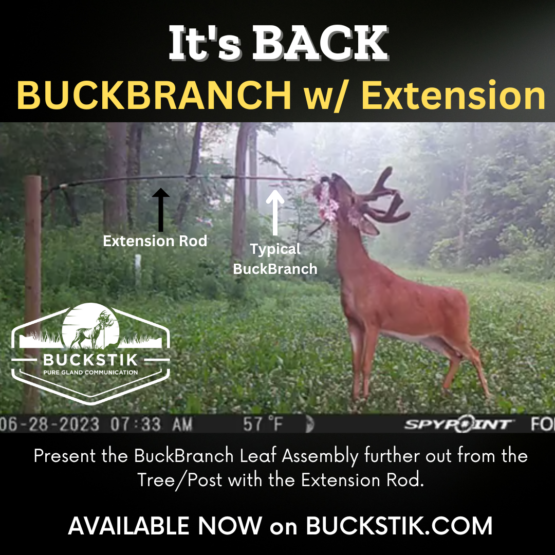 BuckBranch w/ 3 pack of Glands