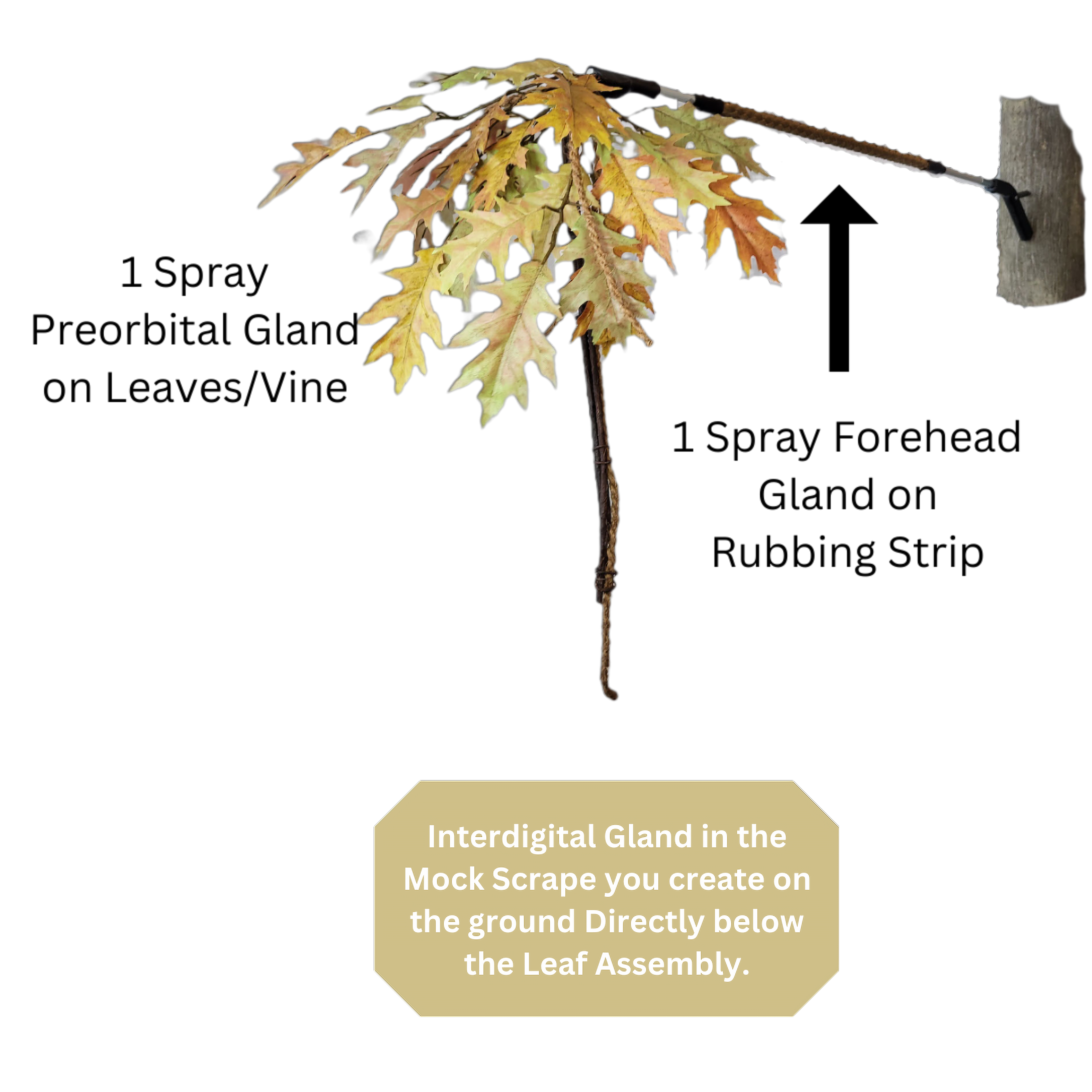 BuckBranch w/ 3 pack of Glands