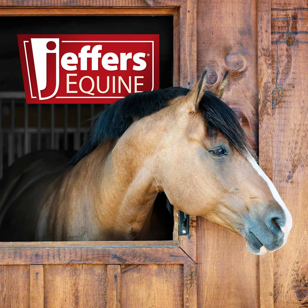 Jeffers Equine Antibacterial & Antifungal Medicated Shampoo for Horses