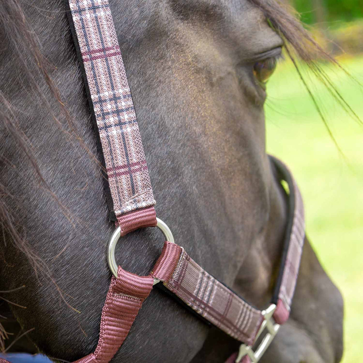 Jeffers Matching Horse Halter & Lead Rope 2 Piece Set, Full Size
