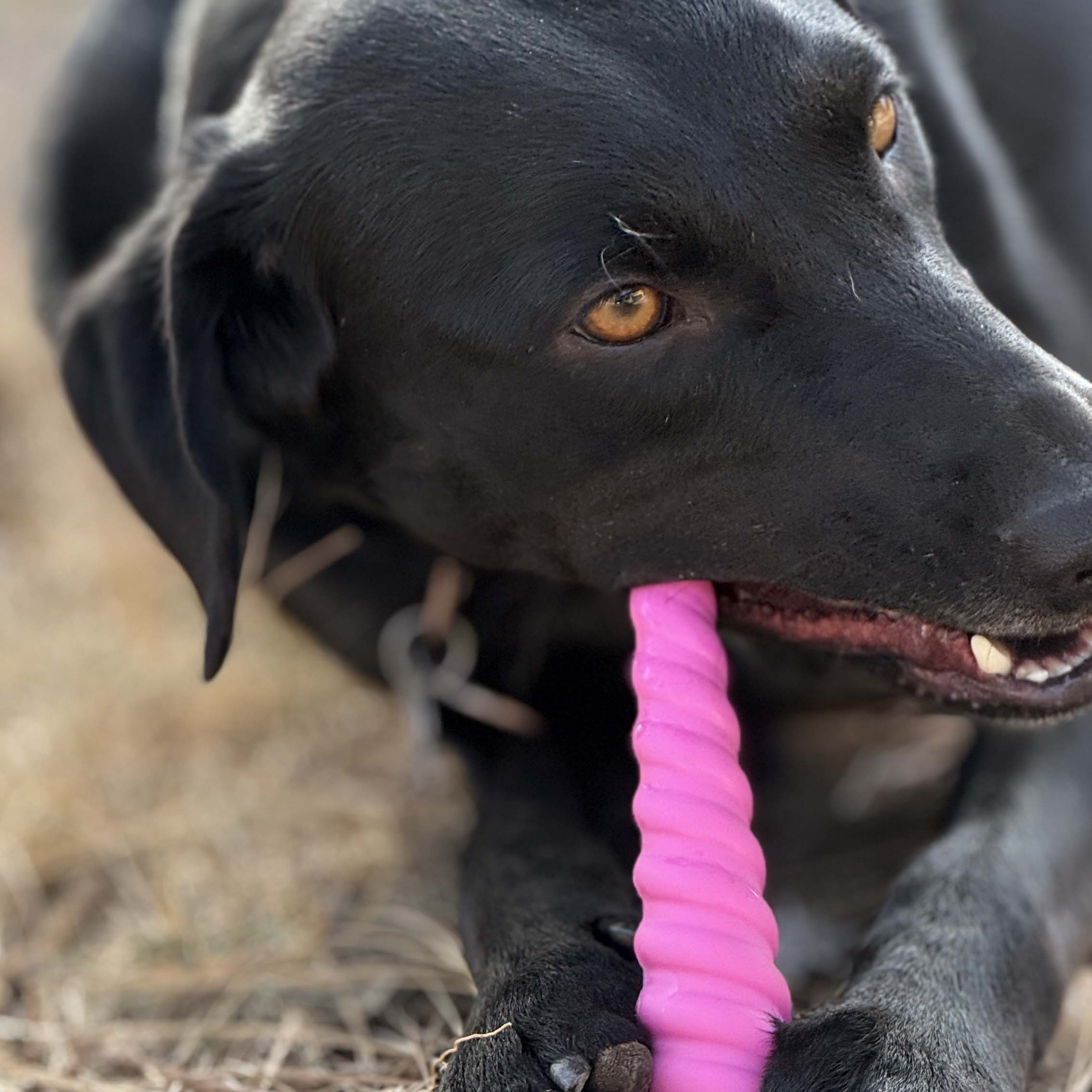 Unicorn Horn Nylon Dog Chew Toy | Durable for Aggressive Chewers | SodaPup